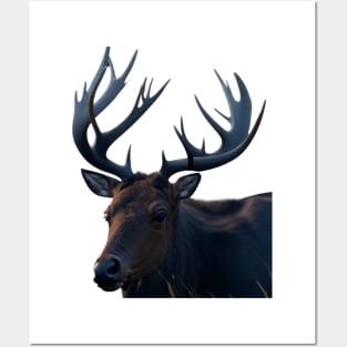 Elk Posters and Art